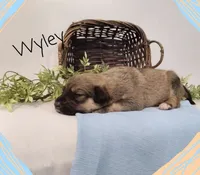 Wyley, a male German Shepherd Dog and Labradoodle for sale in Lancaster, OH – 1 of 1