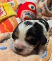 Oscar Meyer , a male Cavalier King Charles Spaniel and Miniature Dachshund for sale in Lancaster, OH – 5 of 10
