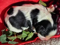 Goofy Grape, a male Cavalier King Charles Spaniel for sale in Lancaster, OH – 5 of 7