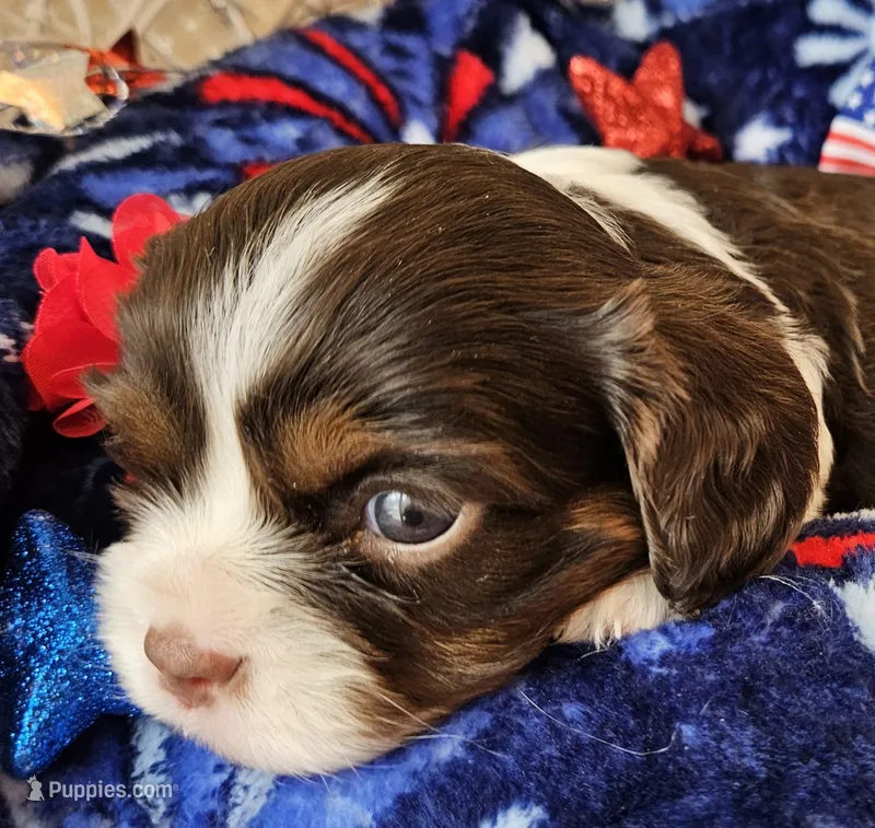 Independence  – Cavalier King Charles Spaniel puppy for sale in Lancaster, OH