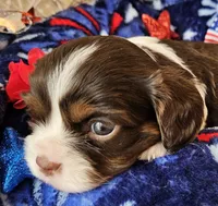 Independence , a female Cavalier King Charles Spaniel for sale in Lancaster, OH – 1 of 6