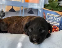 Blueberry Flapjack hypoallergenic , a male Cockapoo and Bichpoo for sale in Lancaster, OH – 4 of 9