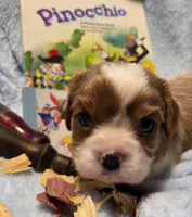 Pinocchio akc, a male Cavalier King Charles Spaniel for sale in Lancaster, OH – 8 of 8