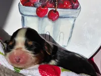 Cheerful Cherry , a female Cavalier King Charles Spaniel for sale in Lancaster, OH – 2 of 4