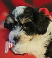 Victor , a male Poodle - Miniature  and Bichpoo for sale in Lancaster, OH – 5 of 9