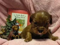 Little Red Riding Hood akc, a female Cavalier King Charles Spaniel for sale in Lancaster, OH – 3 of 10