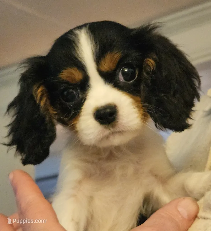 Honey Bear AKC, chocolate carrier, Embark tested – Cavalier King Charles Spaniel puppy for sale in Lancaster, OH