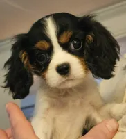 Honey Bear AKC, chocolate carrier, Embark tested, a female Cavalier King Charles Spaniel for sale in Lancaster, OH – 1 of 8