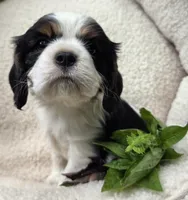 Basil AKC chocolate carrier , a male Cavalier King Charles Spaniel for sale in Lancaster, OH – 8 of 9