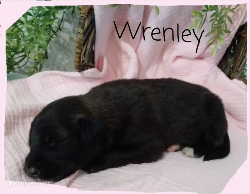 Wrenley – German Shepherd Dog, Labradoodle puppy for sale in Lancaster, OH