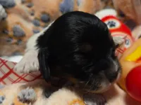 Sausage Patty, a female Cavalier King Charles Spaniel and Miniature Dachshund for sale in Lancaster, OH – 9 of 10
