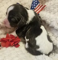 Liberty Bell, a female Cavalier King Charles Spaniel for sale in Lancaster, OH – 8 of 10