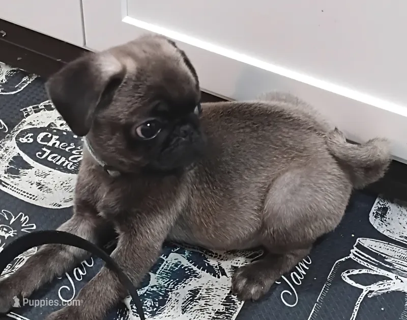 Puglet  – Pug puppy for sale in Lancaster, OH