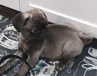 Puglet , a male Pug for sale in Lancaster, OH – 1 of 7