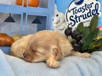 Blueberry Struedel hypoallergenic , a female Cockapoo and Bichpoo for sale in Lancaster, OH – 5 of 8