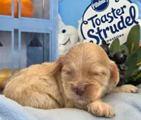 Blueberry Struedel hypoallergenic , a female Cockapoo and Bichpoo for sale in Lancaster, OH – 1 of 8