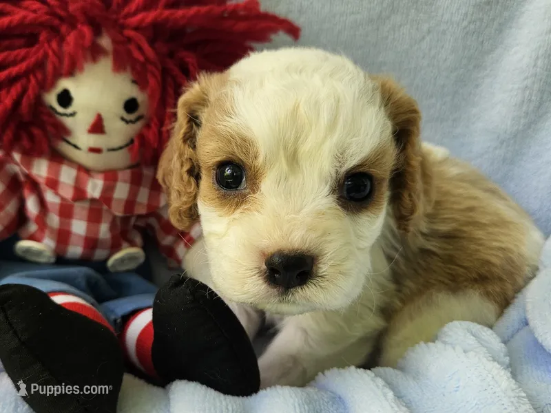 Raggedy Andy – Cavalier King Charles Spaniel, Cavachon puppy for sale in Lancaster, OH