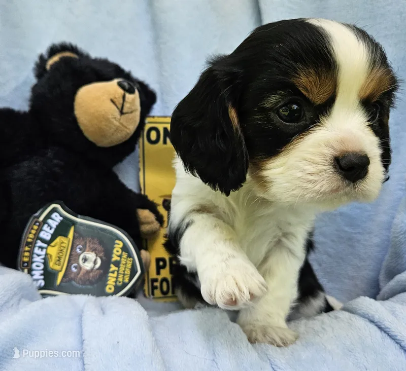 Smoky Bear akc  – Cavalier King Charles Spaniel puppy for sale in Lancaster, OH