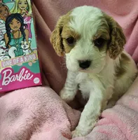Barbie Doll, a male Cavalier King Charles Spaniel and Cavachon for sale in Lancaster, OH – 4 of 10