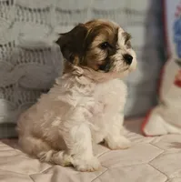 Valerie , a female Poodle - Miniature  and Bichpoo for sale in Lancaster, OH – 2 of 9