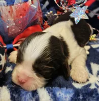 Patriot, a male Cavalier King Charles Spaniel for sale in Lancaster, OH – 9 of 9