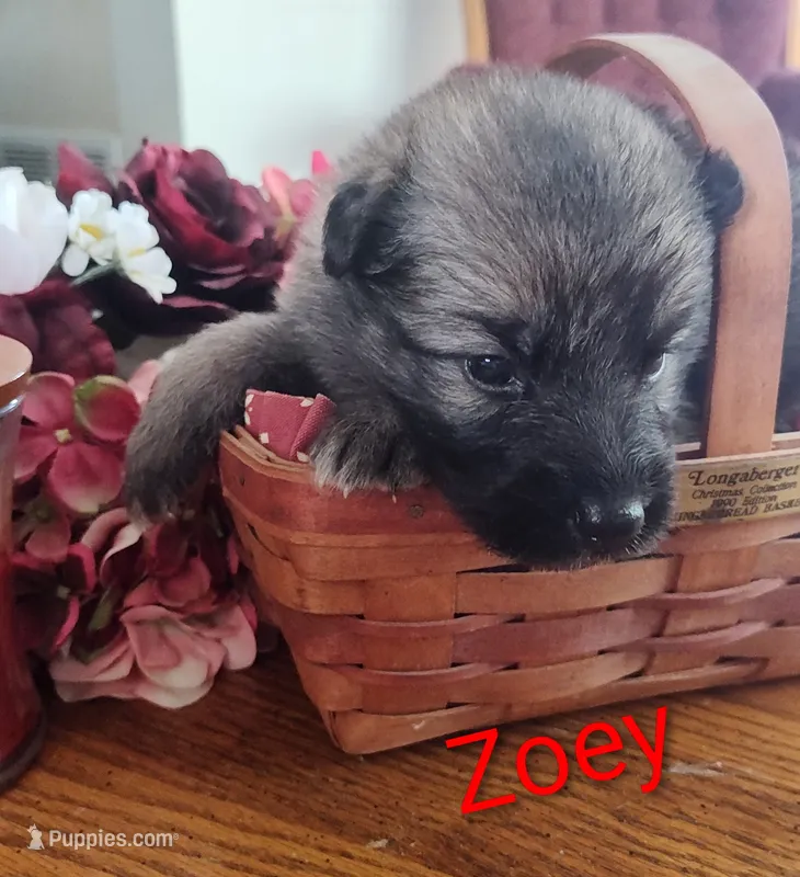 Zoey – German Shepherd Dog puppy for sale in Lancaster, OH