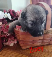Zoey, a female German Shepherd Dog for sale in Lancaster, OH – 1 of 2