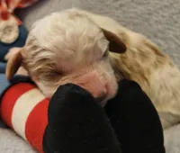 Raggedy Andy, a male Cavalier King Charles Spaniel and Cavachon for sale in Lancaster, OH – Photo 1 of 10