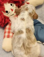 Raggedy Andy, a male Cavalier King Charles Spaniel and Cavachon for sale in Lancaster, OH – Photo 2 of 10