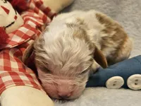 Raggedy Andy, a male Cavalier King Charles Spaniel and Cavachon for sale in Lancaster, OH – Photo 5 of 10