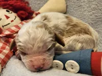 Raggedy Andy, a male Cavalier King Charles Spaniel and Cavachon for sale in Lancaster, OH – Photo 6 of 10