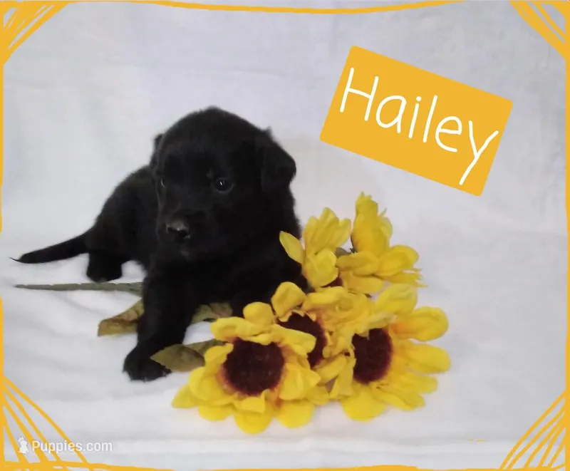 Hailey  – German Shepherd Dog, Labradoodle puppy for sale in Lancaster, OH