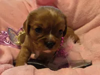 Cinderella akc, a female Cavalier King Charles Spaniel for sale in Lancaster, OH – 8 of 10