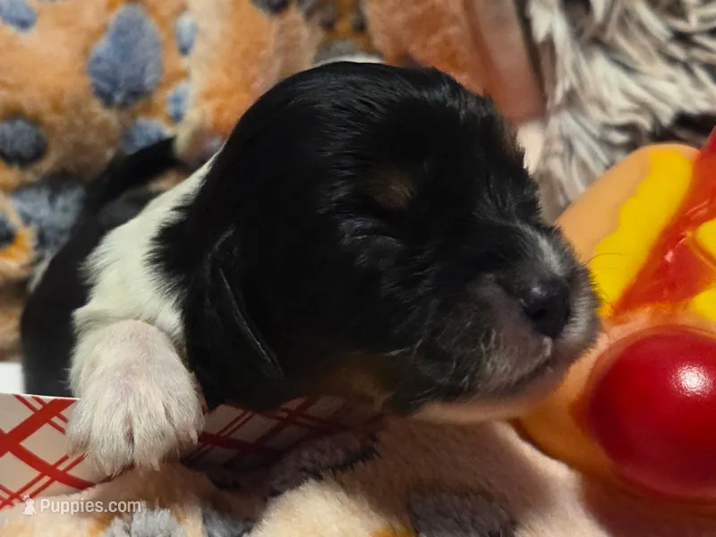 Sausage Patty – Cavalier King Charles Spaniel, Miniature Dachshund puppy for sale in Lancaster, OH