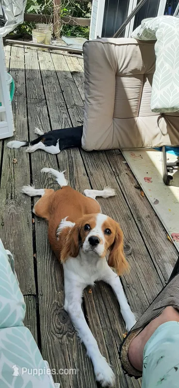 Ky – Cavalier King Charles Spaniel, Cavachon puppy for sale in Lancaster, OH