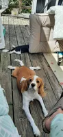 Ky, a male Cavalier King Charles Spaniel and Cavachon for sale in Lancaster, OH – 1 of 6