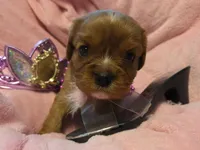 Cinderella akc, a female Cavalier King Charles Spaniel for sale in Lancaster, OH – 2 of 10