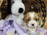 Sally akc, a female Cavalier King Charles Spaniel for sale in Lancaster, OH – Photo 7 of 10