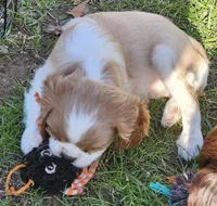 Sally akc, a female Cavalier King Charles Spaniel for sale in Lancaster, OH – Photo 2 of 10