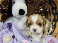 Sally akc, a female Cavalier King Charles Spaniel for sale in Lancaster, OH – Photo 6 of 10