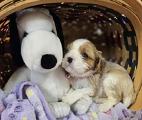 Sally akc, a female Cavalier King Charles Spaniel for sale in Lancaster, OH – Photo 5 of 10