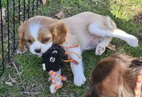 Sally akc, a female Cavalier King Charles Spaniel for sale in Lancaster, OH – Photo 3 of 10