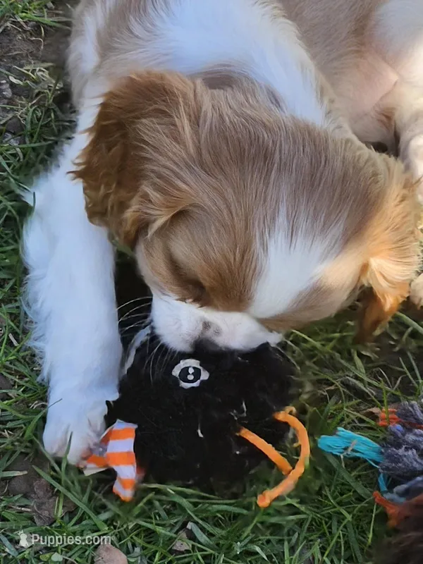 Sally akc – Cavalier King Charles Spaniel puppy for sale in Lancaster, OH