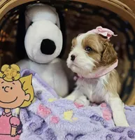 Sally akc, a female Cavalier King Charles Spaniel for sale in Lancaster, OH – Photo 10 of 10