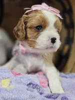 Sally akc, a female Cavalier King Charles Spaniel for sale in Lancaster, OH – Photo 4 of 10