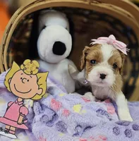 Sally akc, a female Cavalier King Charles Spaniel for sale in Lancaster, OH – Photo 9 of 10