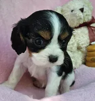 Honey Bear AKC, chocolate carrier, Embark tested, a female Cavalier King Charles Spaniel for sale in Lancaster, OH – 5 of 8