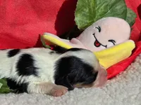 Bouncy Banana , a male Cavalier King Charles Spaniel for sale in Lancaster, OH – 4 of 9