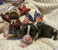 Independence , a female Cavalier King Charles Spaniel for sale in Lancaster, OH – 10 of 10