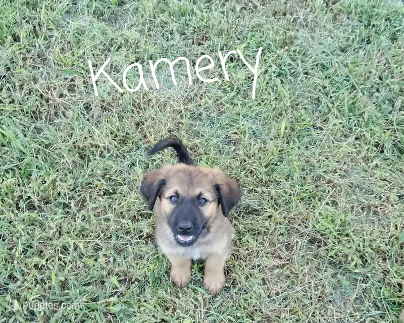 Kamrey – German Shepherd Dog, Labradoodle puppy for sale in Lancaster, OH